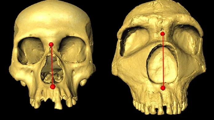 Srovnání lebky moderního člověka a neandertálce