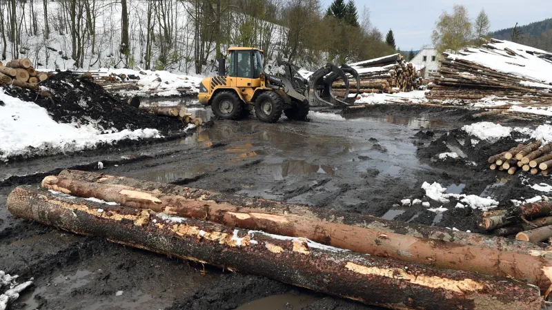 Těžba dřeva v Moravskoslezském kraji