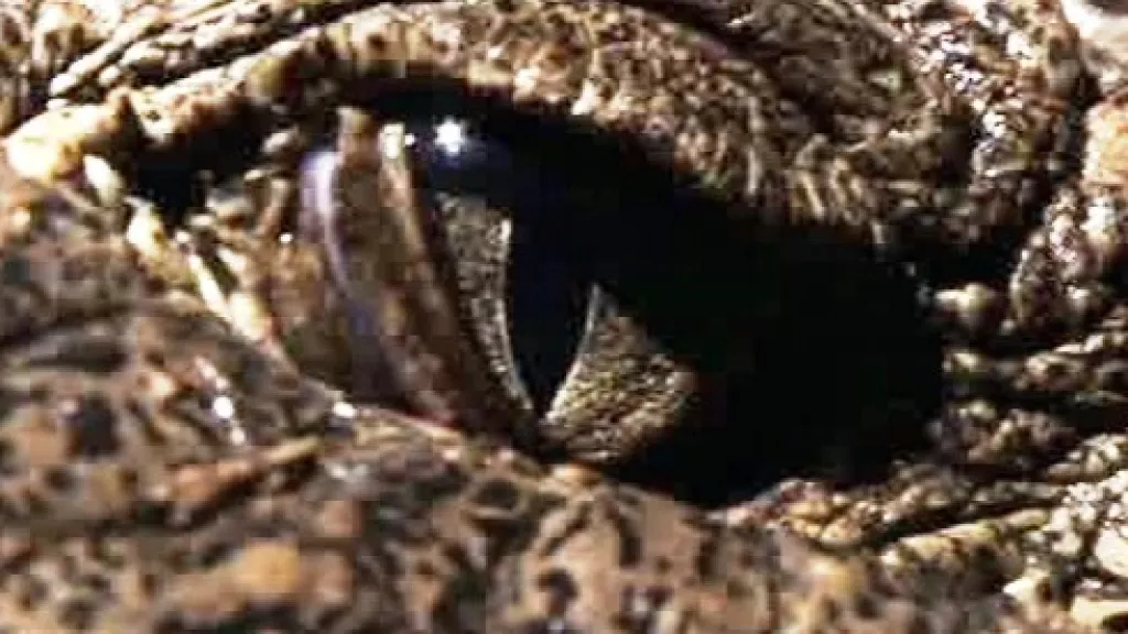 Oko krokodýla