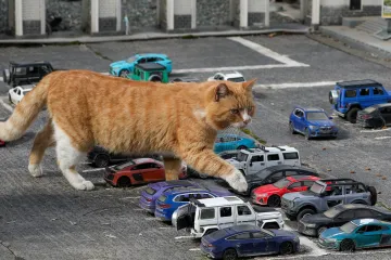 Vědci rozplétají komplikovaný kočičí apetit