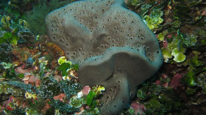 Různé druhy mořských hub