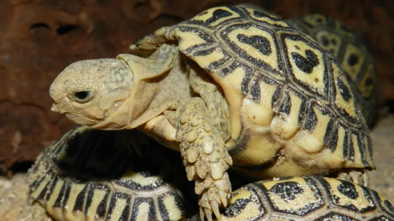 Mládě želvy pardálí