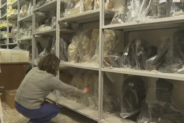 Kontrola uloupeného. Italové revidují své muzejní sbírky, některé artefakty v nich odcizili fašisté