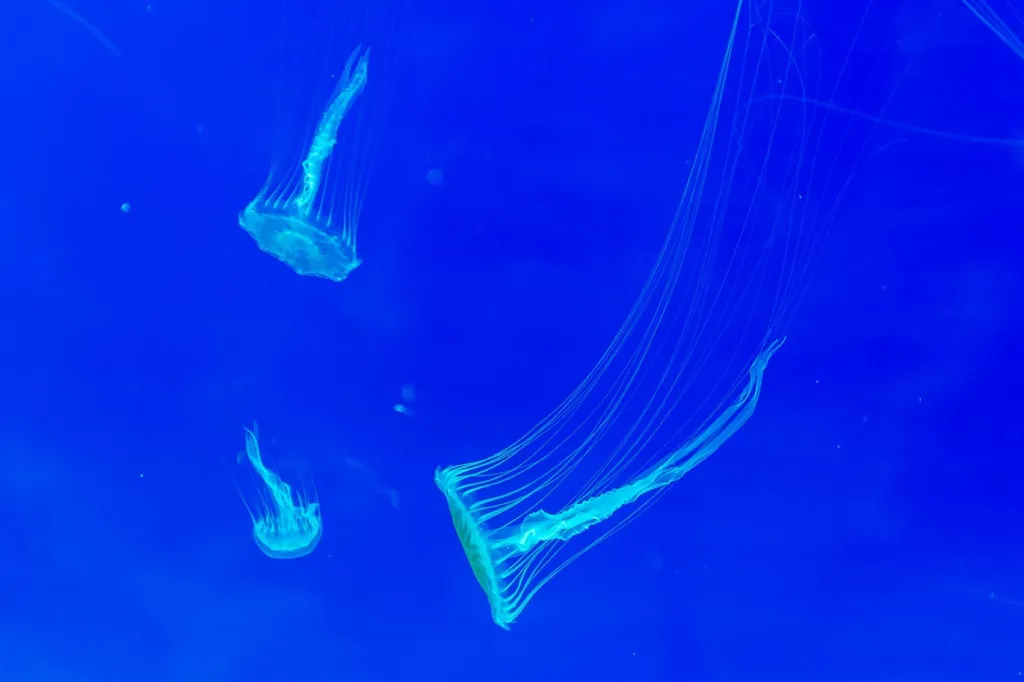 Těla medúz jsou tvořena až z 97 procent vodou