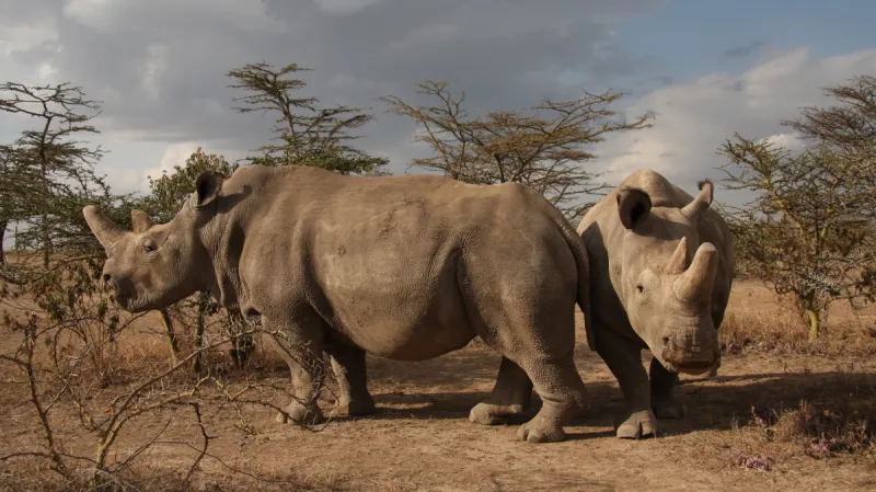 Nosorožci - samice Fatu