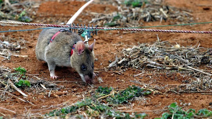 Krysa při vyhledávání nášlapných min
