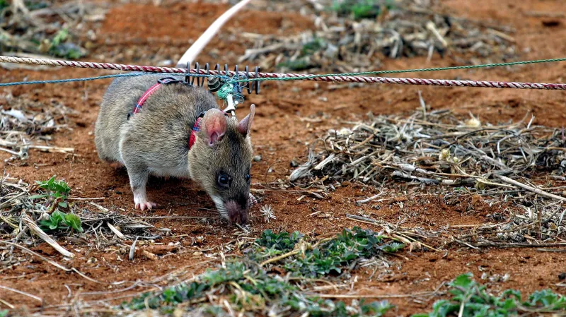 Krysa při vyhledávání nášlapných min