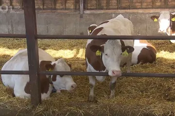 Česko má v rezervách maso jen na jeden a půl dne. Vláda chce posílit potravinovou bezpečnost