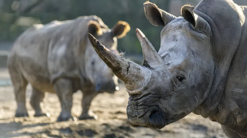 Nosorožci tuponosí v Zoo Dvůr Králové