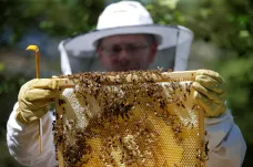 Letošní zimu v Česku nepřežila pětina včel. Za úhynem jsou hlavně nemoci