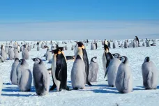 Zmizela druhá největší kolonie tučňáků císařských, mláďata se asi utopila