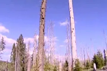 Šumavská příroda vyhrává boj s kůrovcem