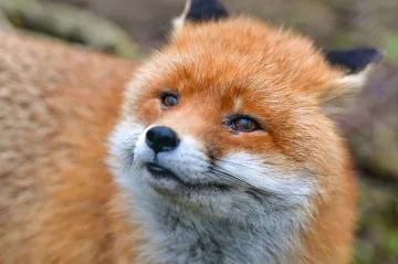 Lidé si v době bronzové domestikovali lišku. Nové nálezy ukazují, jak se žilo se zvířaty