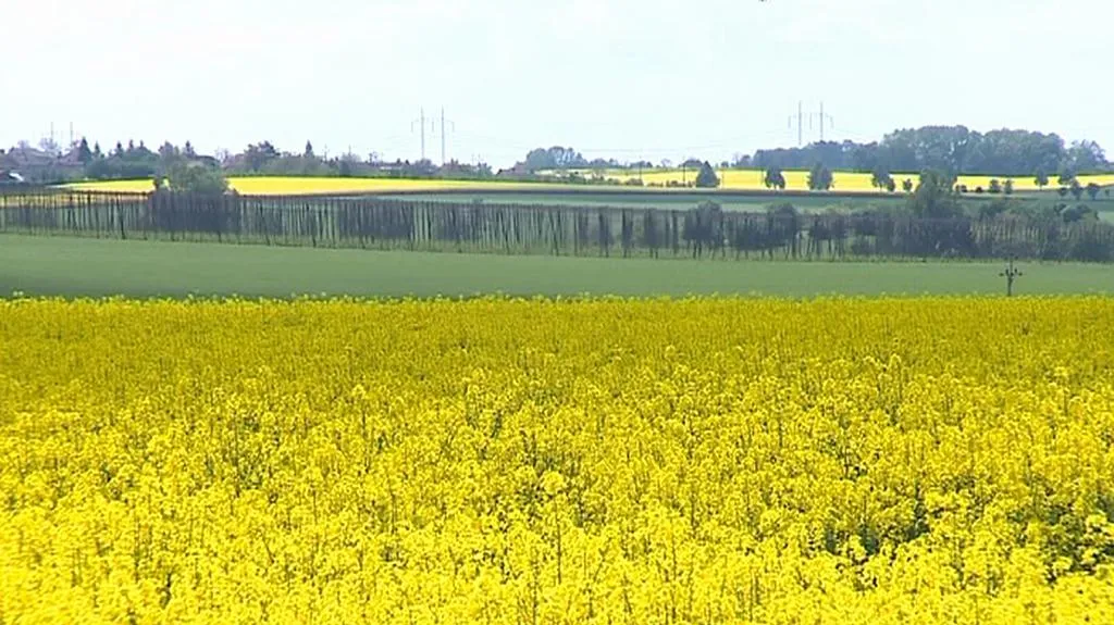 Pole oseté řepkou