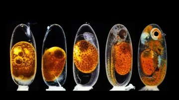 2. místo: Daniel Knop, embryo rybky klauna