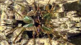 Širokoúhlé snímky kompaktním fotoaparátem: Reflection of a Crab"