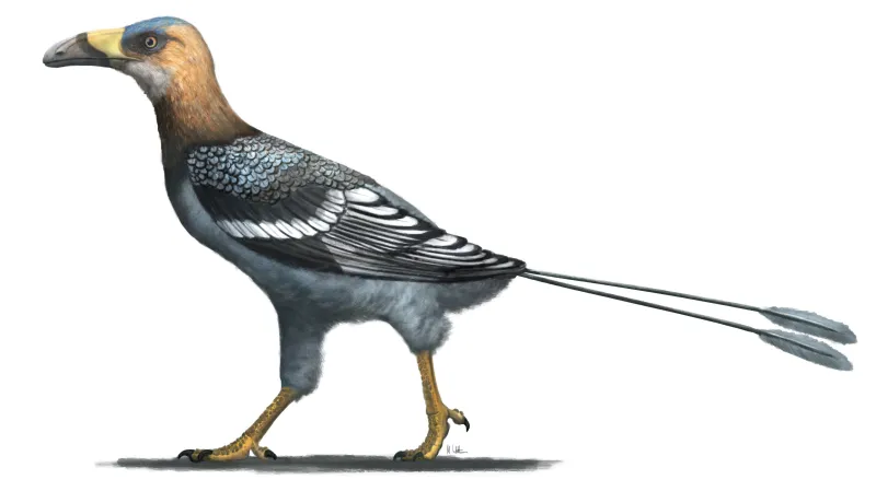 Falcatakely forsterae