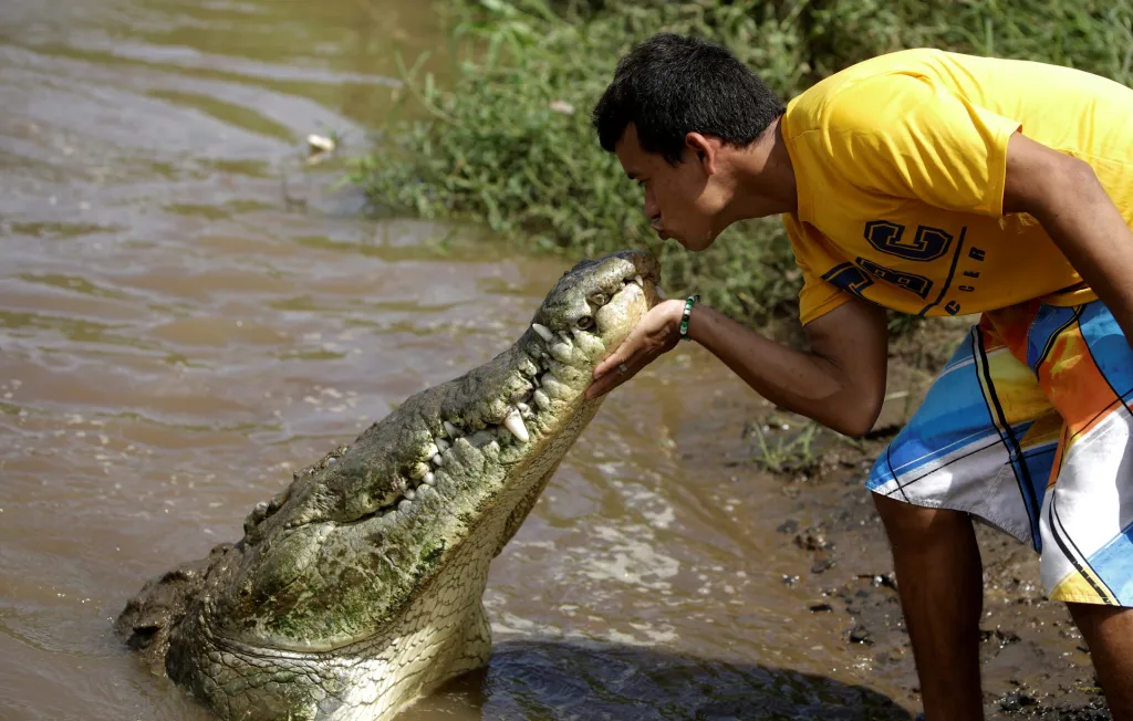 Polibek smrti si užívá Juan Cerda, jehož koníčkem je krmení volně žijících krokodýlů. Na snímku líbá krokodýla v kostarické řece Tarcoles, kde žije jedna z největších krokodýlích populací na světě