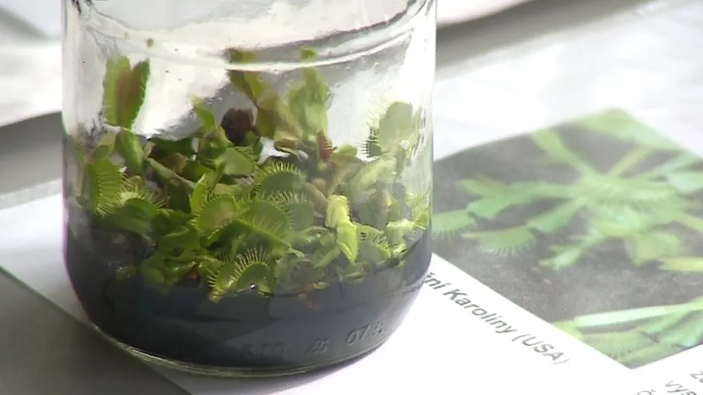 Fascinace rostlinami se konala už podruhé