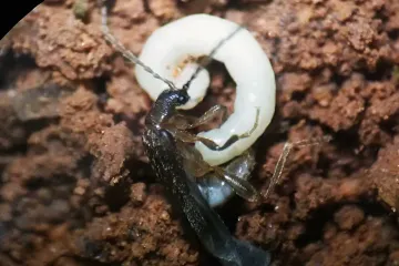 Výjimečný objev z brazilských tropů. Tým vědců s českou účastí popsal neznámou čeleď brouků