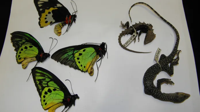 Ještěrky a motýli - chráněné druhy cílem pašeráků
