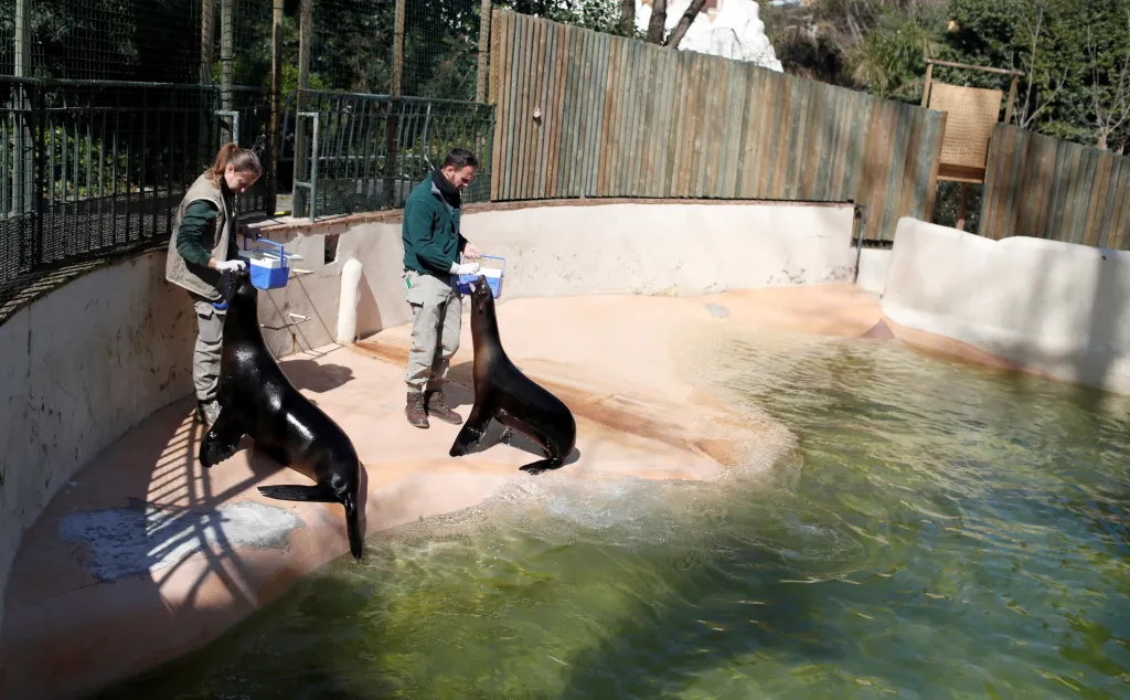 Lachtani jsou velmi společenští. Pravidelnou zábavu jim nyní poskytují pouze jejich ošetřovatelé. Snímek ze zoologické zahrady v Římě