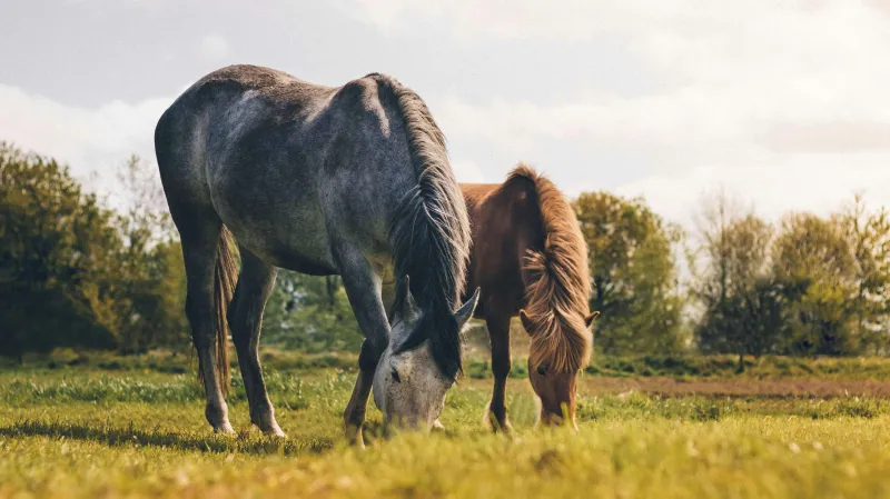 Ilustrační fotografie