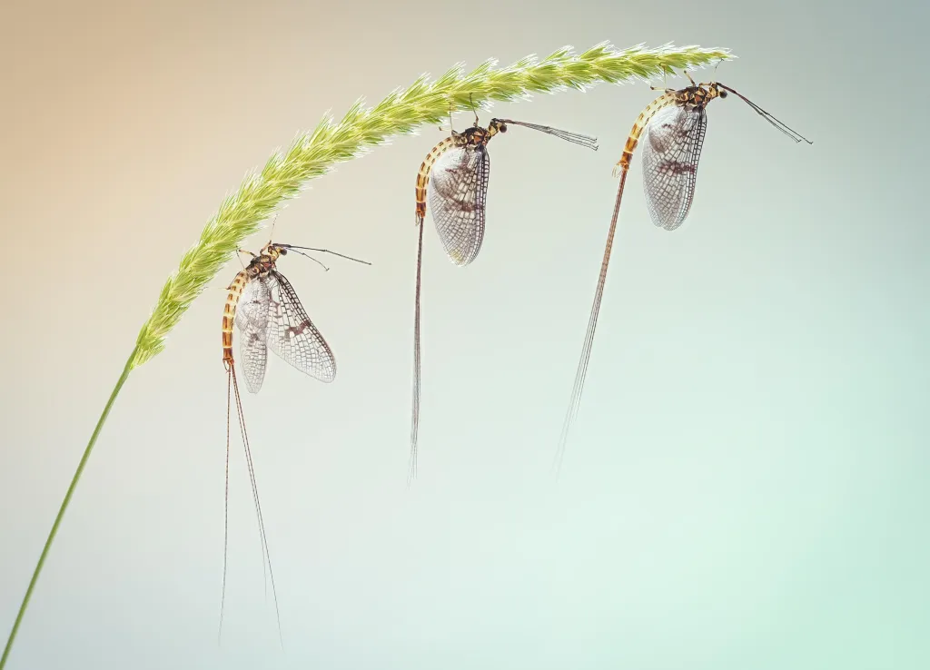 První místo v kategorii Mouchy, včely, vosy a vážky získal Peter Orr za snímek „Three Mayfly on Crested Dogstail“