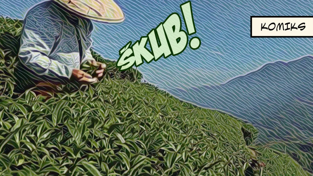 Světoznámý tchajwanský čaj mění chuť