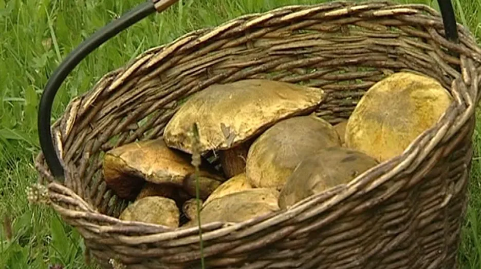 Lišky už rostou, hřibů je zatím málo.