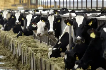 Veterinární správa od neděle ruší zákaz dovozu zvířat z Maďarska a Slovenska