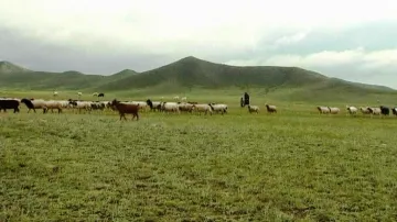 Mongolské pastviny