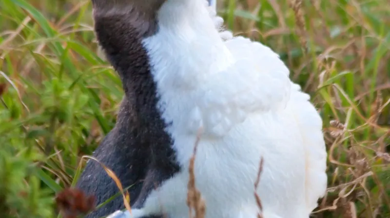 Tučňák žlutooký