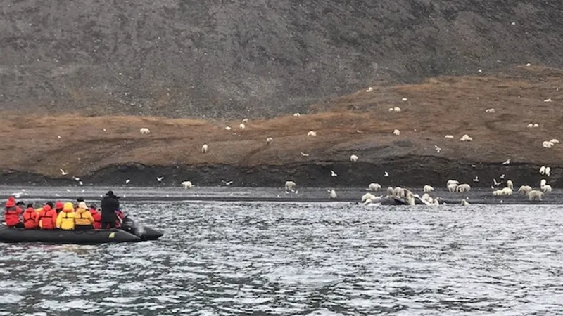Lední medvědi na Wrangelově ostrově
