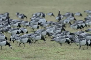 Ptačí chřipka zabijí nejen slepice. Likviduje celá hejna divokých ptáků po celém světě