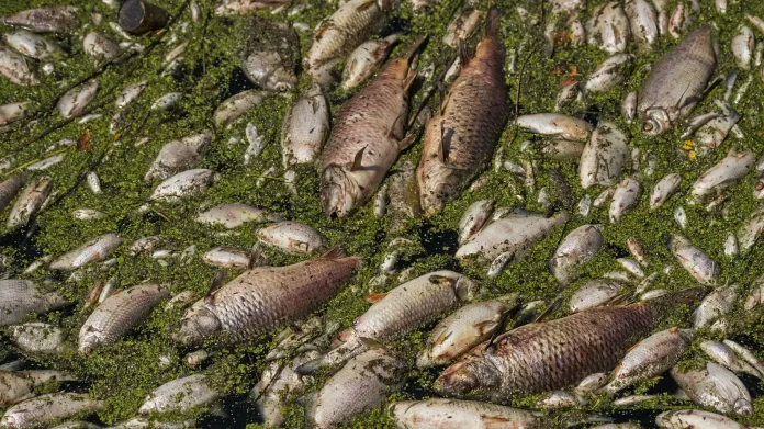 Uhynulé ryby v řece Dyji