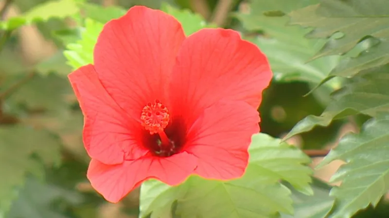 Květina na dvorku v Petrské ulici