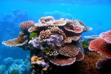 Belize zachránila svůj korálový útes. Je to vzor pro zbytek světa