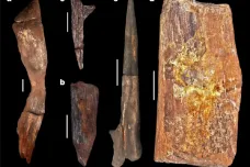 Archeologové našli nejstarší dřevěnou stavbu. Vznikla statisíce let předtím, než se na Zemi objevil Homo sapiens