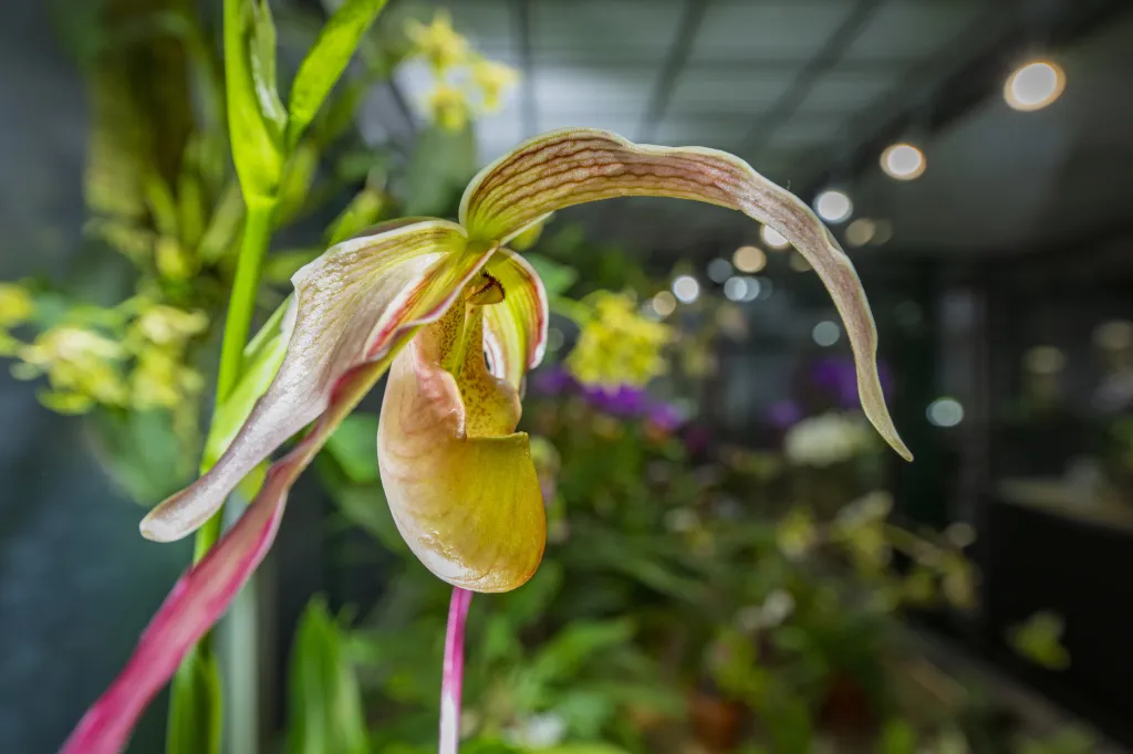 Zahrada letos slaví 130 let od otevření současného areálu. Její historie však sahá až do roku 1876, kdy byla na místě dnešního Severočeského muzea