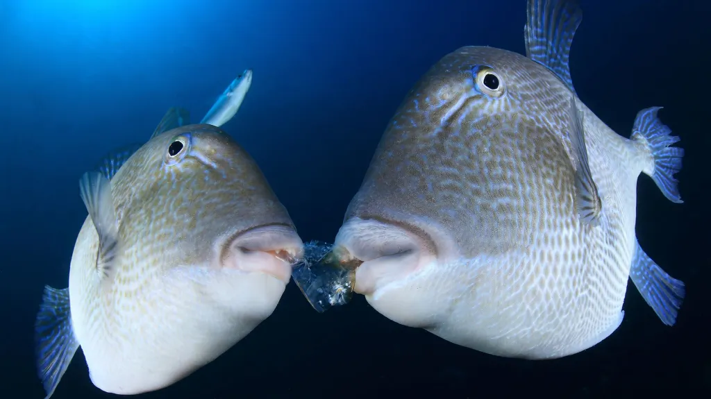 Vítězné snímky soutěže Ocean Art Underwater Photo Competition