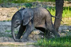 Vzácné mládě slona afrického se má ve zlínské zoo k světu. Starají se o něj dvě slonice