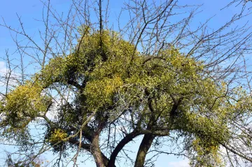 Vsetín chce zdravé stromy bez jmelí. Parazita hubí novým postřikem
