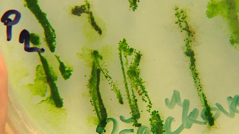 V petriho miskách kultivují kmeny sinic