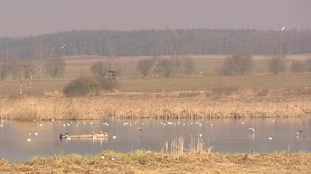 Rezervace Nový Rybník