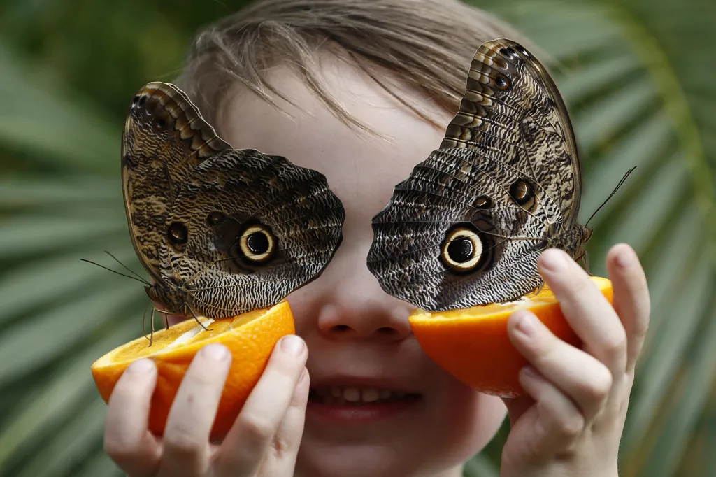 Dva exempláře jednoho z největších druhů tropických motýlů (soví motýl) pózují s pětiletým chlapcem na výstavě Sensational Butterflies v londýnském Přírodopisném muzeu