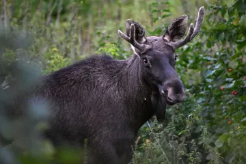 Los Emil se dostal až ke Klatovům