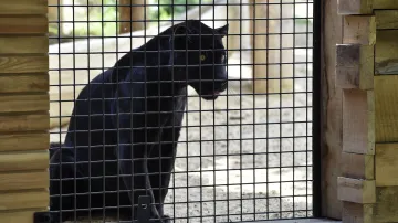 Jaguar Trek v Zoo Zlín