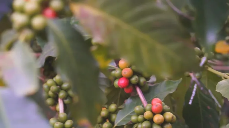 Kávovník na čínské plantáži