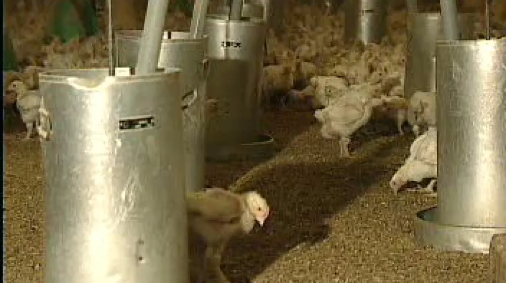 Kuřata v drůbežárně